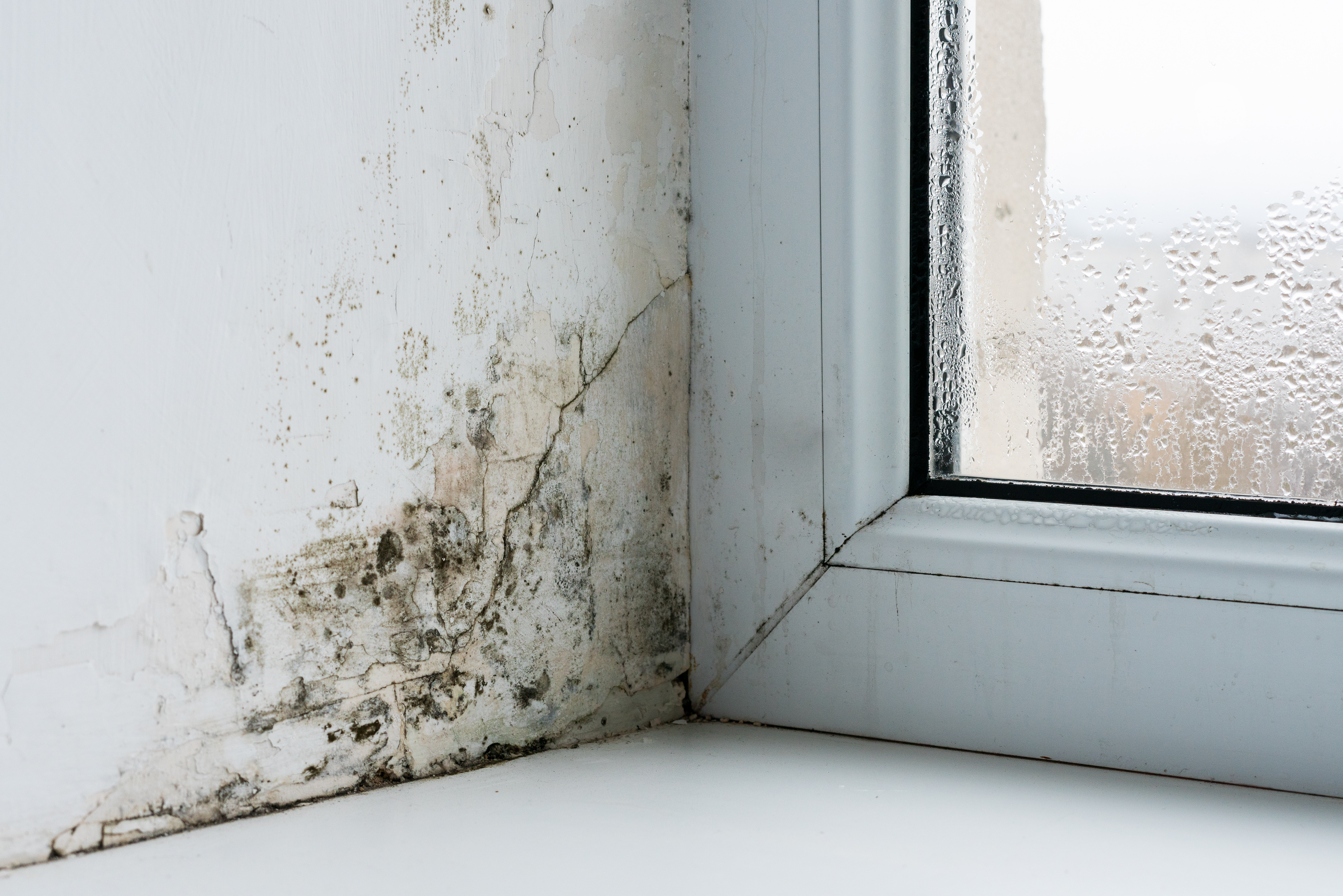 Bien qu'il coûte moins de 1,50 £, cet outil vous aidera à lutter contre l'excès d'humidité dans votre maison.